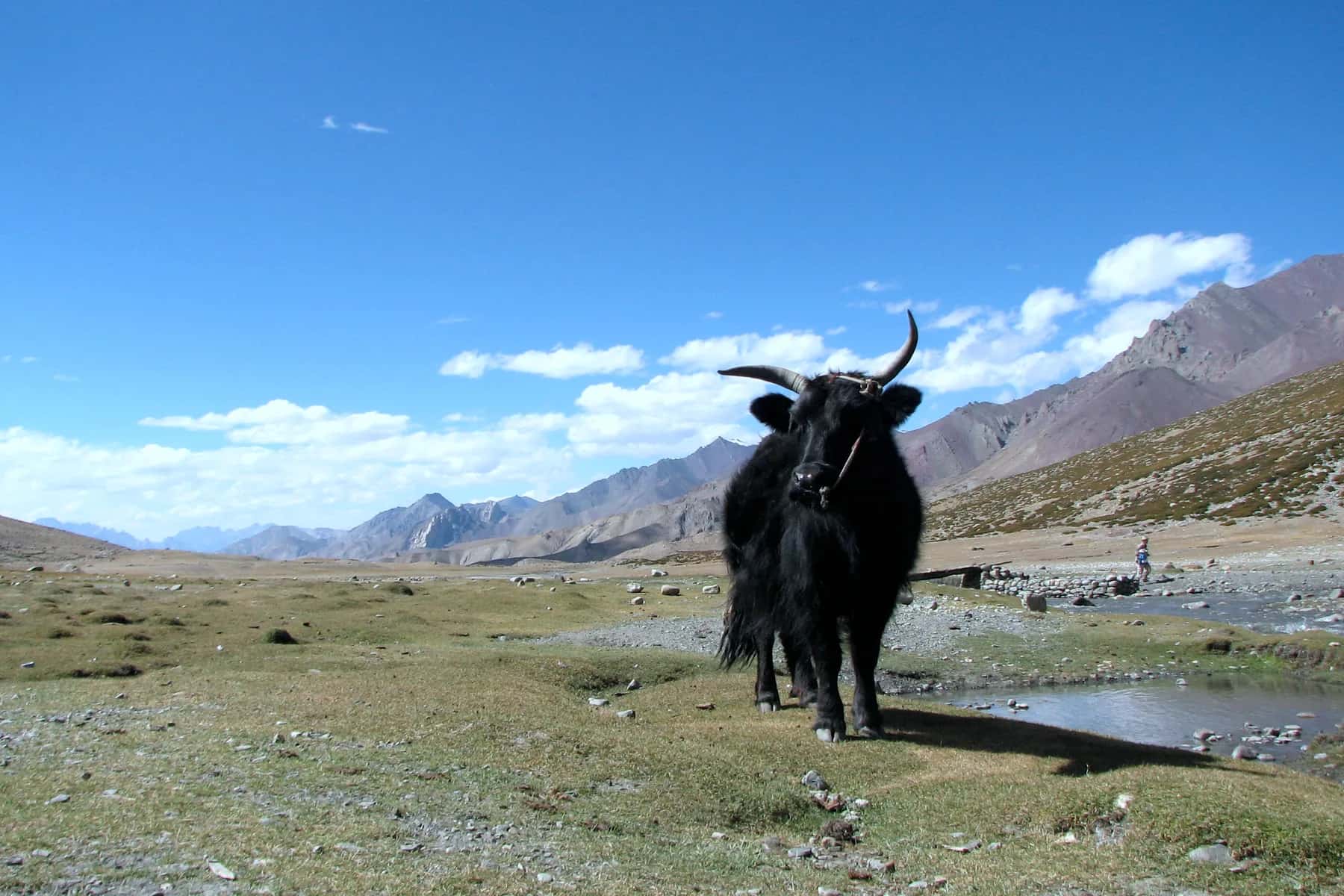 Markha Valley trek, Ladakh