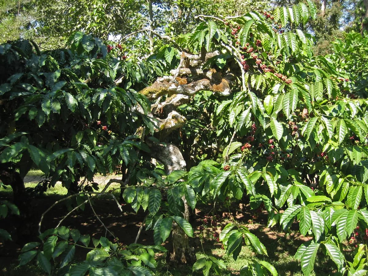 Coorg view