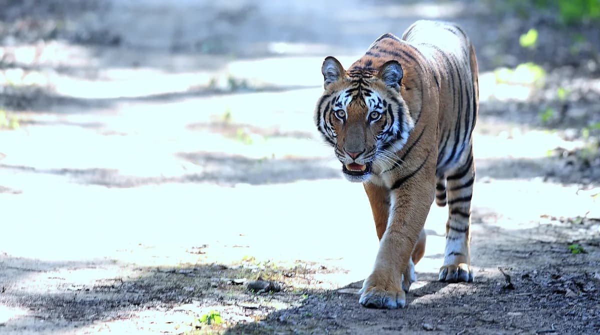 Jim Corbett view