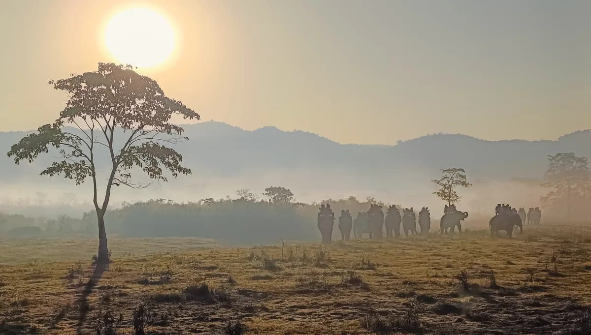Kaziranga & Assam view