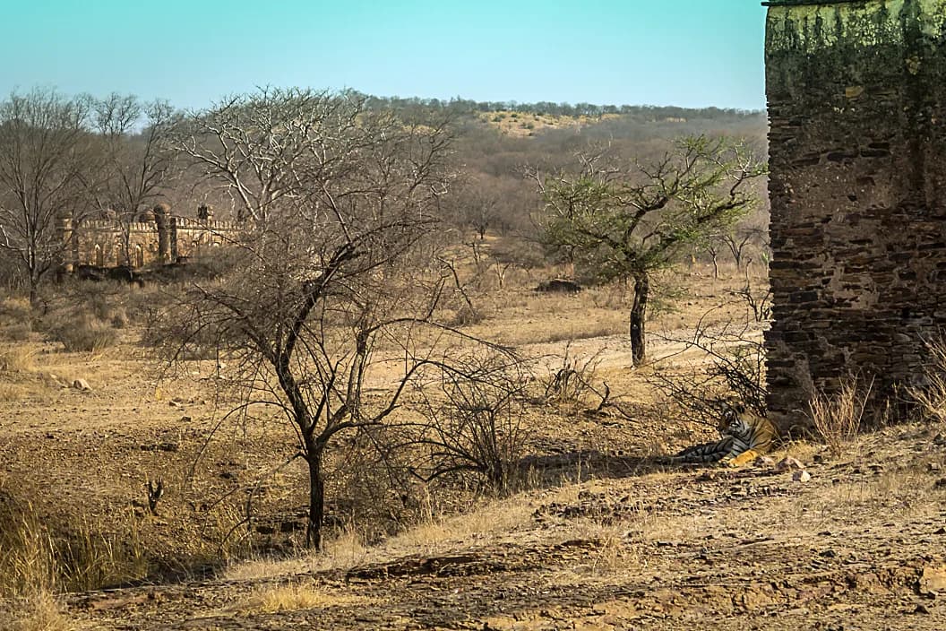Ranthambore view