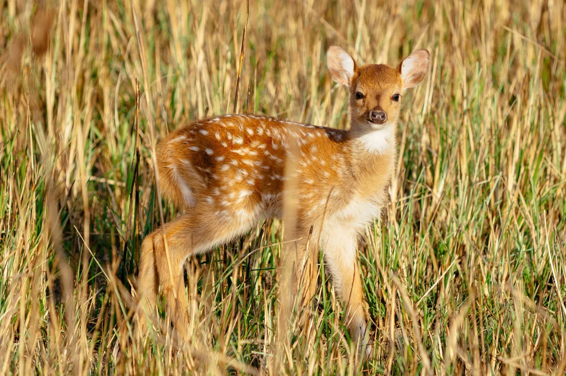 Jim Corbett, Uttarakhand