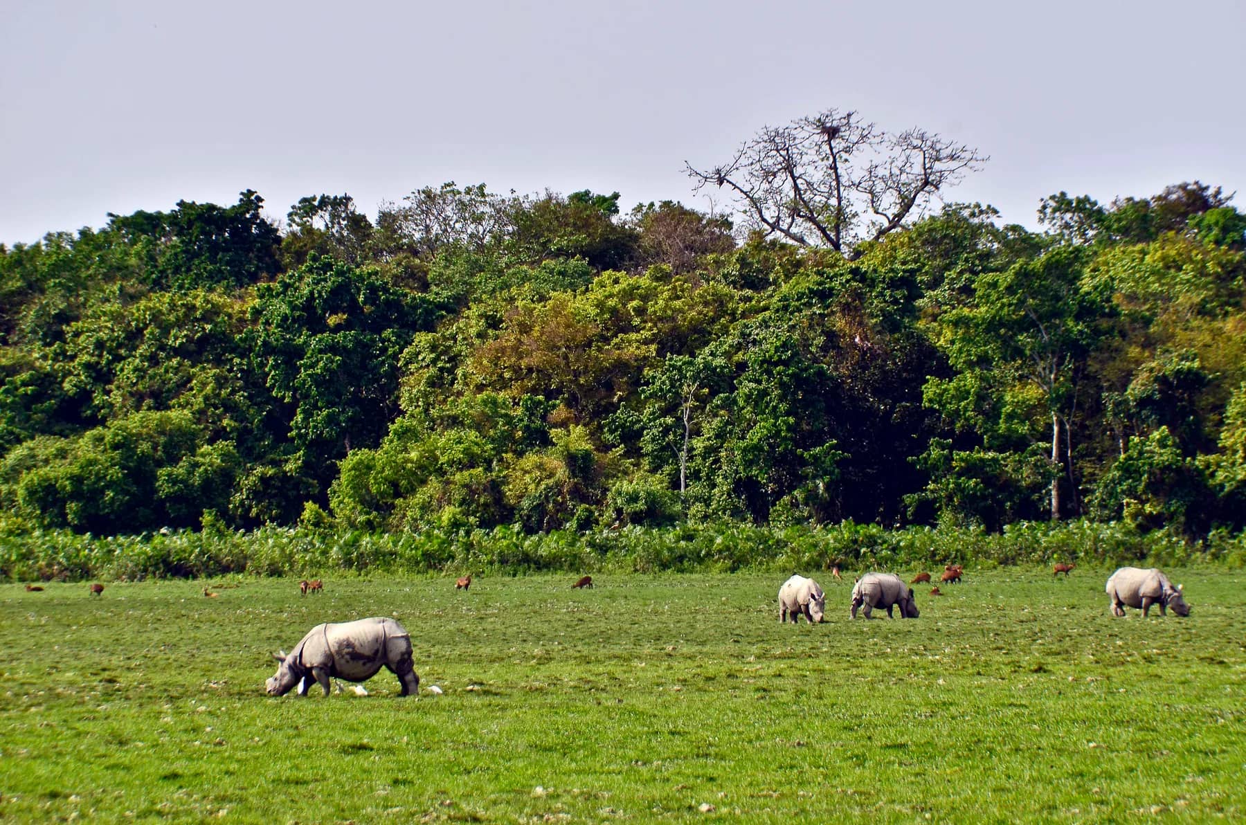 Kaziranga & Assam, Assam